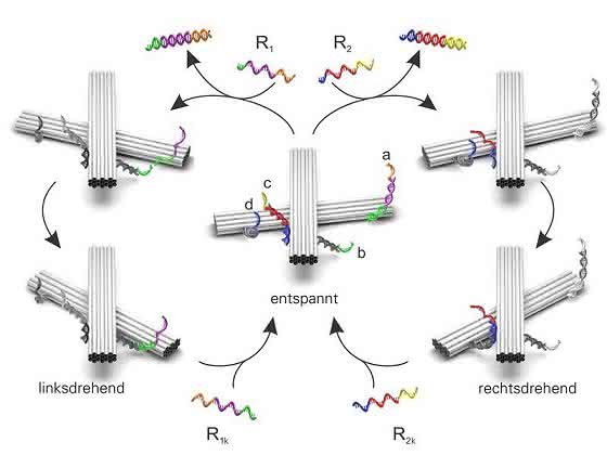 Schalter für die Nanooptik: DNA und Gold-Nanostäbchen als Lichtschalter Schalter für die Nanooptik: DNA und Gold-Nanostäbchen als Lichtschalter