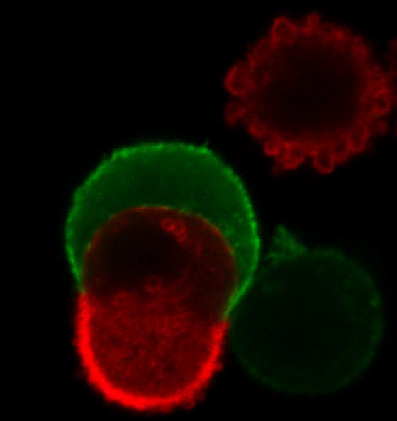 Auslöser für Zell-in-Zell-Invasionen identifiziert: Gerüstet für die Invasion