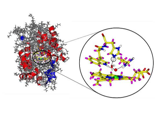 Neutronenkristallographie: Wirkmechanismus lebenswichtiger Enzyme erforscht