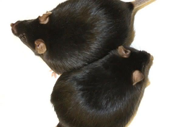 Übergewicht und Diabetes: HO-1 macht Dicke krank Übergewicht und Diabetes: HO-1 macht Dicke krank