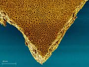 Biomimetischer Aktuator: Eine Haut lässt die Muskeln spielen