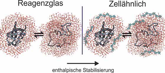 Hydratwasser als Vermittler zwischen Protein und Umgebung: Die „Arbeitsumgebung“ beeinflusst die Proteineigenschaften