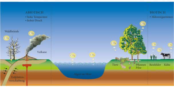 Pflanzen als Methanquelle: In Pflanzen entsteht Methan aus Methionin Pflanzen als Methanquelle: In Pflanzen entsteht Methan aus Methionin