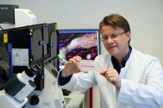 Neuen Mechanismus entschlüsselt: Stammzellen-Differenzierung