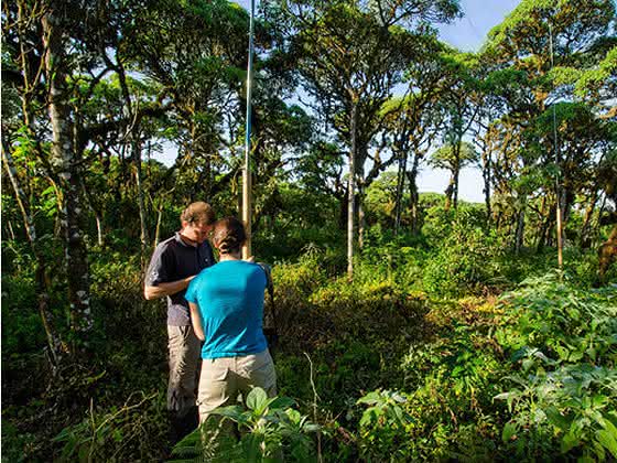 Parasitäre Fliege Philornis downsi im Verdacht: Darwin-Finken auf Galapagos vom Aussterben bedroht