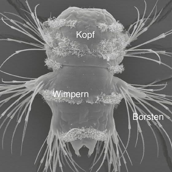Blick ins Auge der Evolution: Max-Planck-Forscher untersuchen das Sehsystem mariner Borstenwürmer