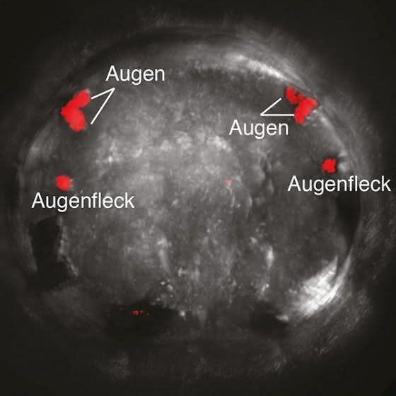 Blick ins Auge der Evolution: Max-Planck-Forscher untersuchen das Sehsystem mariner Borstenwürmer