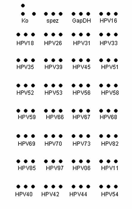 HPV-DNA-Array: Schnelle und einfache Charakterisierung Humaner Papillomaviren durch automatisierte Hybridisierung HPV-DNA-Array: Schnelle und einfache Charakterisierung Humaner Papillomaviren durch automatisierte Hybridisierung