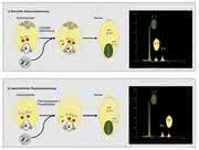 Anwendung in der Pflanzen-Reproduktionsbiologie: Durchflusszytometrie