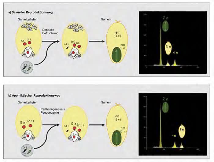 Anwendung in der Pflanzen-Reproduktionsbiologie: Durchflusszytometrie