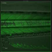 Neues Multiphotonensystem: In-vivo-Imaging erreicht neue Tiefen Neues Multiphotonensystem: In-vivo-Imaging erreicht neue Tiefen