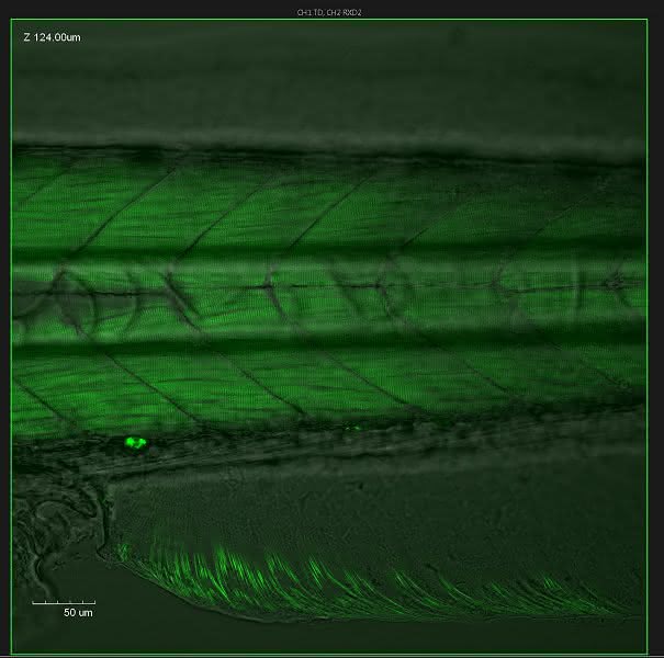 Neues Multiphotonensystem: In-vivo-Imaging erreicht neue Tiefen Neues Multiphotonensystem: In-vivo-Imaging erreicht neue Tiefen