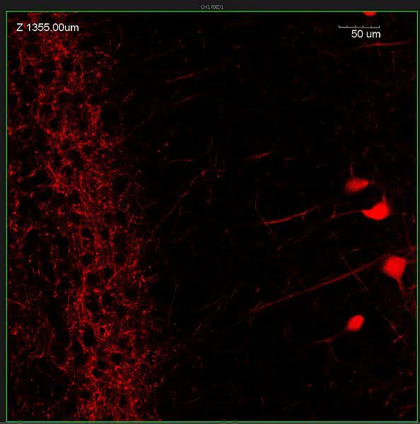 Neues Multiphotonensystem: In-vivo-Imaging erreicht neue Tiefen Neues Multiphotonensystem: In-vivo-Imaging erreicht neue Tiefen