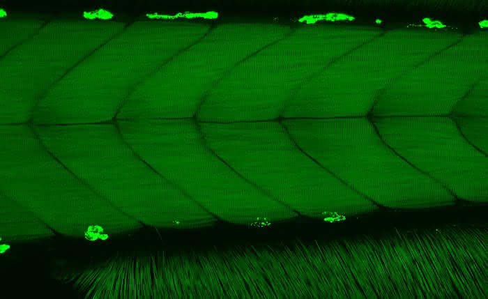 Neues Multiphotonensystem: In-vivo-Imaging erreicht neue Tiefen