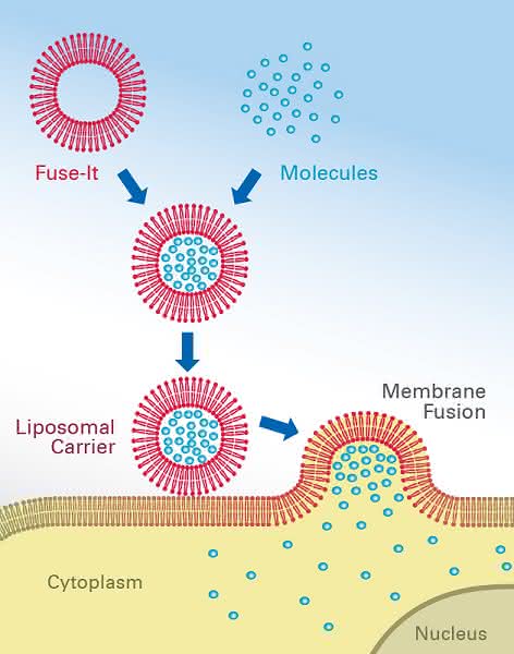 Komplementäre Methode zur Gentransfektion: Neue Technologie der Membranfusion