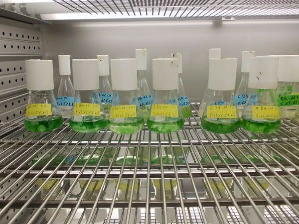 Cyanobakterien: Ursprung des modernen Lebens und Hoffnung für die Zukunft