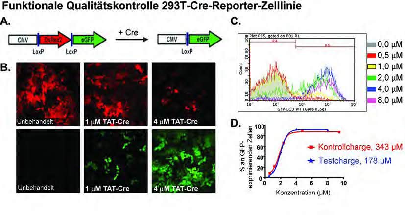 Exzision viraler Vektoren aus iPS-Zellen unter Verwendung von zellmembrangängigem TAT-Cre-Protein: Effiziente Gewinnung transgenfreier iPS-Zellen Exzision viraler Vektoren aus iPS-Zellen unter Verwendung von zellmembrangängigem TAT-Cre-Protein: Effiziente Gewinnung transgenfreier iPS-Zellen
