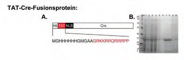 Exzision viraler Vektoren aus iPS-Zellen unter Verwendung von zellmembrangängigem TAT-Cre-Protein: Effiziente Gewinnung transgenfreier iPS-Zellen Exzision viraler Vektoren aus iPS-Zellen unter Verwendung von zellmembrangängigem TAT-Cre-Protein: Effiziente Gewinnung transgenfreier iPS-Zellen