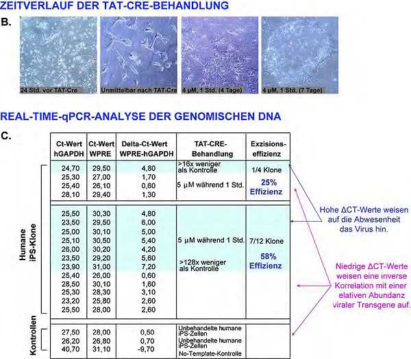Exzision viraler Vektoren aus iPS-Zellen unter Verwendung von zellmembrangängigem TAT-Cre-Protein: Effiziente Gewinnung transgenfreier iPS-Zellen Exzision viraler Vektoren aus iPS-Zellen unter Verwendung von zellmembrangängigem TAT-Cre-Protein: Effiziente Gewinnung transgenfreier iPS-Zellen
