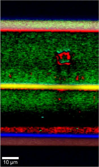 Piezo-Scantische: Kombination unterschiedlicher Mikroskopietechniken