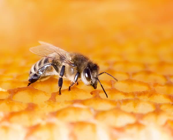 Gift schützt vor Gift: Bienengift-Immunantwort stärkt Hypothese zum Ursprung von Allergien