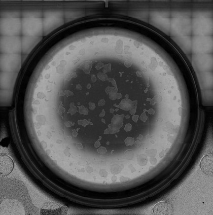 High-Speed-Mikroskopie: Screening von Mikrotiterplatten High-Speed-Mikroskopie: Screening von Mikrotiterplatten
