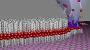 Biomimetische Membranen auf Graphen: Nanofeine Spitze schreibt künstliche Zellmembranen
