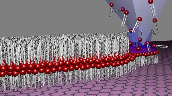 Biomimetische Membranen auf Graphen: Nanofeine Spitze schreibt künstliche Zellmembranen