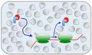 Proteinsynthese: Gedrängel in der Zelle