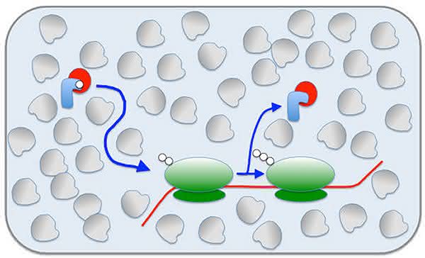 Proteinsynthese: Gedrängel in der Zelle