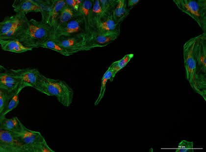 Mikroskopie: Reading und Imaging Mikroskopie: Reading und Imaging