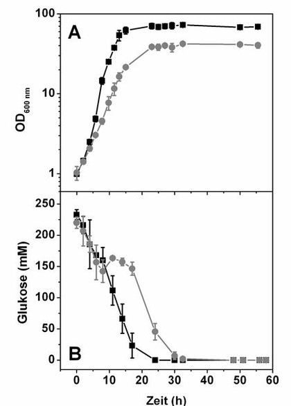 SFR Shake Flask Reader: ATP-Synthese über oxidative Phosphorylierung Messung des Sauerstoffverbrauchs mittels SFR Shake Flask Reader