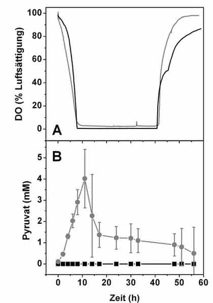 SFR Shake Flask Reader: ATP-Synthese über oxidative Phosphorylierung Messung des Sauerstoffverbrauchs mittels SFR Shake Flask Reader