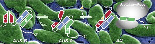Life Sciences Innovations: Neuartiger temperatursensitiver Gen-Schalter in Bakterien entdeckt