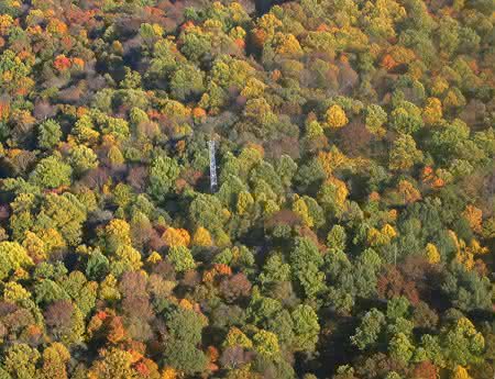 News: Wie Wälder mit mehr Kohlendioxid umgehen