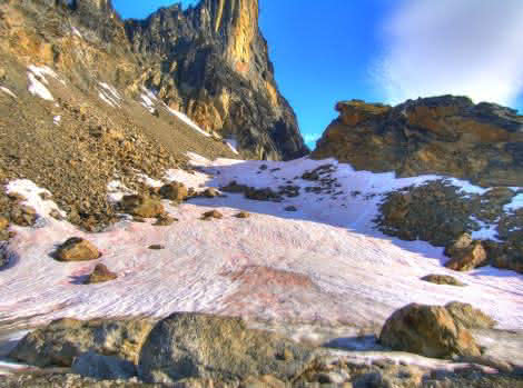 News: Schneealgen: kälteangepasste Extremophile der Polarregionen