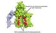 News: Ein hilfsbereites Protein als Torwächter