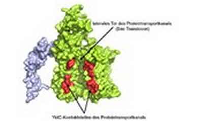 News: Ein hilfsbereites Protein als Torwächter