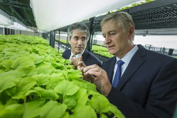 Molecular Farming: Automatisierte Tabakfarm produziert Impfstoffe Molecular Farming: Automatisierte Tabakfarm produziert Impfstoffe