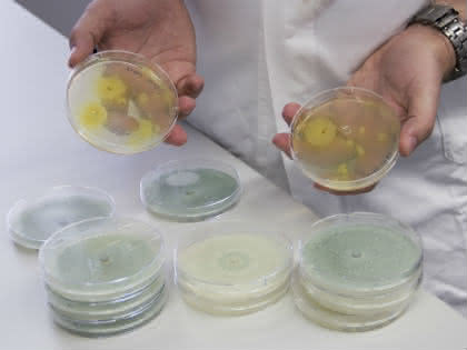 Life Sciences Innovations: Molekularer Schalter für billigeren Bio-Treibstoff Life Sciences Innovations: Molekularer Schalter für billigeren Bio-Treibstoff