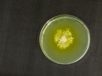 Life Sciences Innovations: Molekularer Schalter für billigeren Bio-Treibstoff