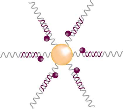 Expression in lebenden Zellen detektieren: RNA-Detektionssonden Expression in lebenden Zellen detektieren: RNA-Detektionssonden