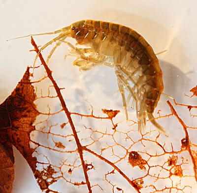 News: Insektizide lassen Gewässerorganismen verhungern
