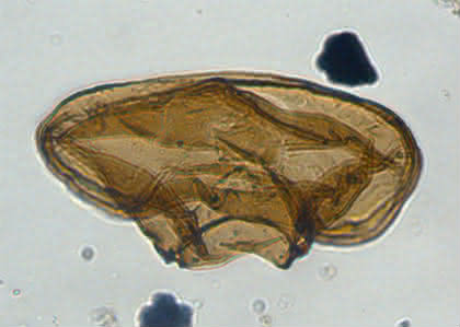 Life Sciences Innovations: Was Fossilien über Ökosysteme in der Antarktis verraten