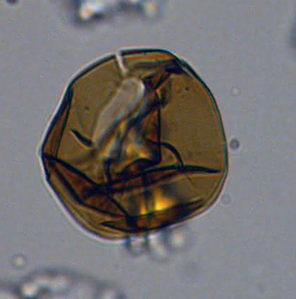 Life Sciences Innovations: Was Fossilien über Ökosysteme in der Antarktis verraten