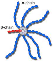 News: Protein in Spinnengestalt eignet sich möglicherweise als Wirkstoff-Transporter