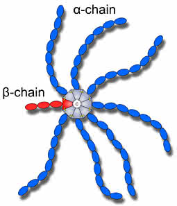 News: Protein in Spinnengestalt eignet sich möglicherweise als Wirkstoff-Transporter