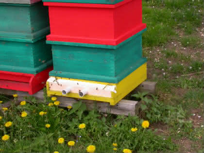 Gentest auf Feuerbrand-DNA: Von Bienen und Blüten
