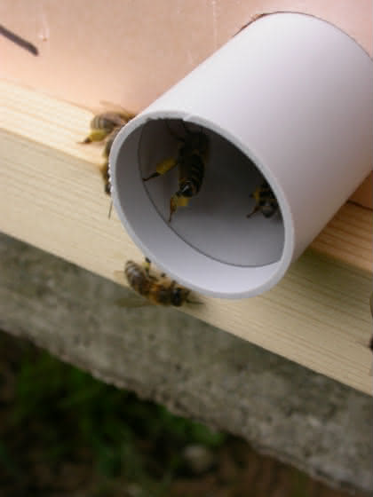 Gentest auf Feuerbrand-DNA: Von Bienen und Blüten