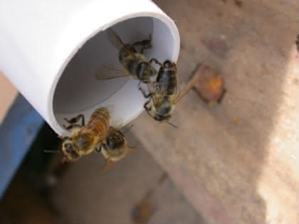 Gentest auf Feuerbrand-DNA: Von Bienen und Blüten